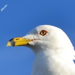 Gull-Up-Close-1-150x150 Joe Houchin