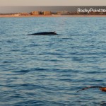 DSCN2470-150x150 A Whale of a good time in Puerto Peñasco