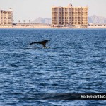 sunsetwhale-7055-150x150 A Whale of a good time in Puerto Peñasco