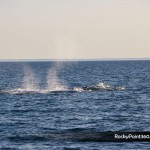 sunsetwhale-7074-150x150 A Whale of a good time in Puerto Peñasco
