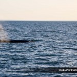 sunsetwhale-7078-150x150 A Whale of a good time in Puerto Peñasco
