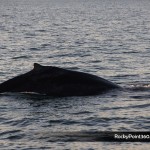 sunsetwhale-7126-150x150 A Whale of a good time in Puerto Peñasco