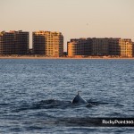 sunsetwhale-7134-150x150 A Whale of a good time in Puerto Peñasco