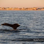 sunsetwhale-7149-150x150 A Whale of a good time in Puerto Peñasco