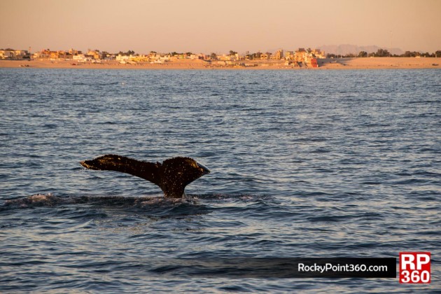 sunsetwhale-7149-630x420 Whale, hello there! Rocky Point Weekend Rundown!
