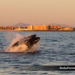 sunsetwhale-7154-150x150 A Whale of a good time in Puerto Peñasco