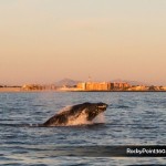 sunsetwhale-7155-150x150 A Whale of a good time in Puerto Peñasco