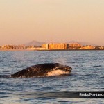 sunsetwhale-7156-150x150 A Whale of a good time in Puerto Peñasco