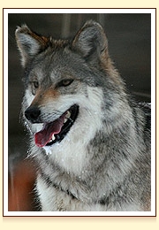 lobo-cees Sonora Ecologic Center hosts Binational meeting about Mexican Grey Wolf 