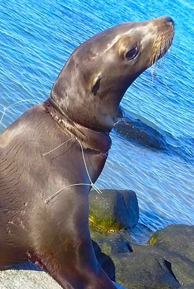Pedro-the-Seal-630x934 Wounded Sea Lion in Cholla Bay rescued and treated