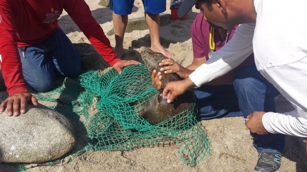lobo-marino-pedrito-1-630x354 Wounded Sea Lion in Cholla Bay rescued and treated