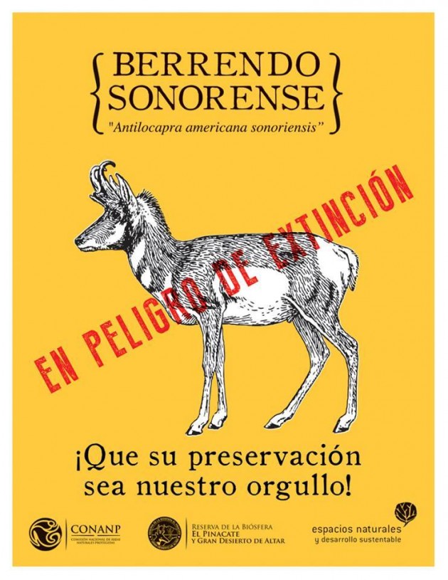 berrendo-pinacate-630x815 Efforts to preserve Sonoran Pronghorn Antelope