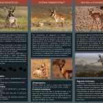 berrendo5-150x150 Efforts to preserve Sonoran Pronghorn Antelope