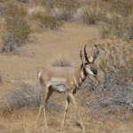 berrendo6-150x150 Efforts to preserve Sonoran Pronghorn Antelope