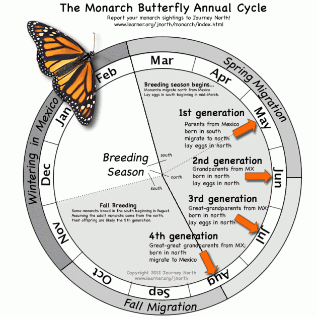 monarch-annual-cycle-630x630 Semana de la mariposa