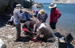 Grupo-lobos_agosto-EL-5-300x194 Pescadores de Bahía San Jorge realizan monitoreo biológico de lobos marinos