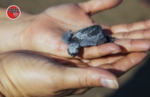 puerto-penasco-turtle-release-2015-017-300x194 Una tarde especial con tortuguitas