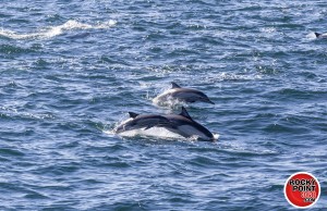 ecofun-whalewatching-002-300x194 Puerto Peñasco’s yearly Whale Watching opportunities!