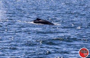 ecofun-whalewatching-003-300x194 Puerto Peñasco’s yearly Whale Watching opportunities!