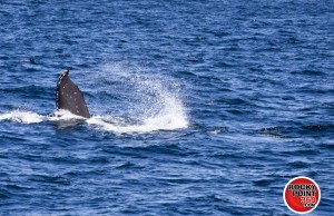 ecofun-whalewatching-004-300x194 Puerto Peñasco’s yearly Whale Watching opportunities!
