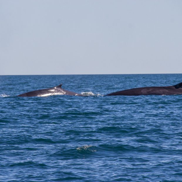 whales-feb21-2017-delmar-11-1-620x620 Whale watching 2017