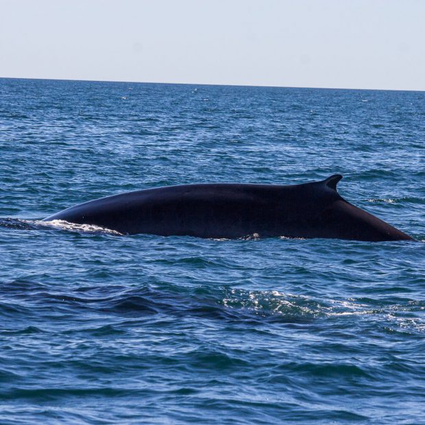 whales-feb21-2017-delmar-15-620x620 Whale watching 2017