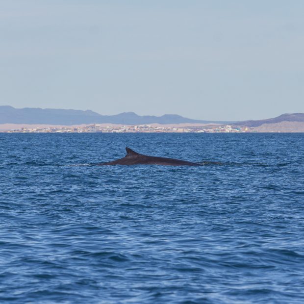 whales-feb21-2017-delmar-5-620x620 Whale watching 2017