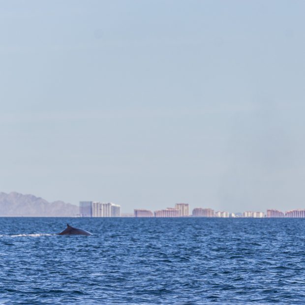 whales-feb21-2017-delmar-6-620x620 AMOR! Valentine's Day 2019 in Puerto Peñasco