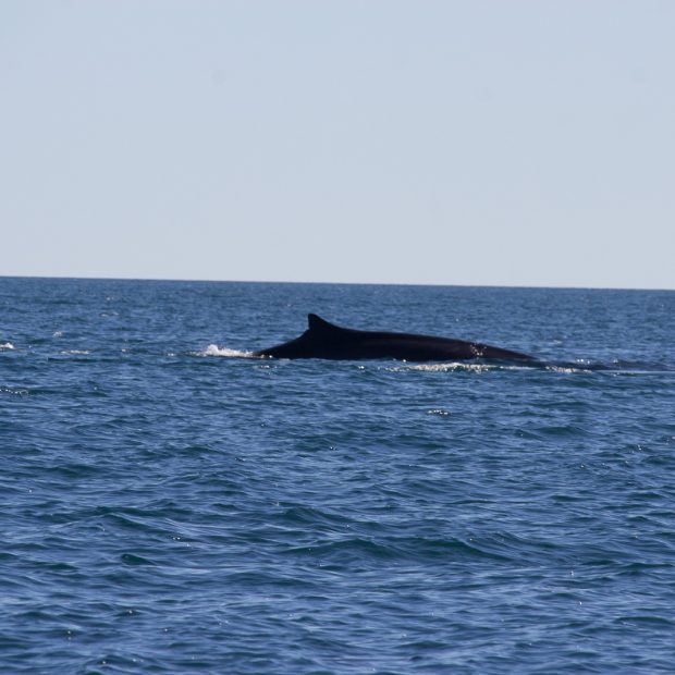 whales-feb21-2017-delmar-9-620x620 Whale watching 2017
