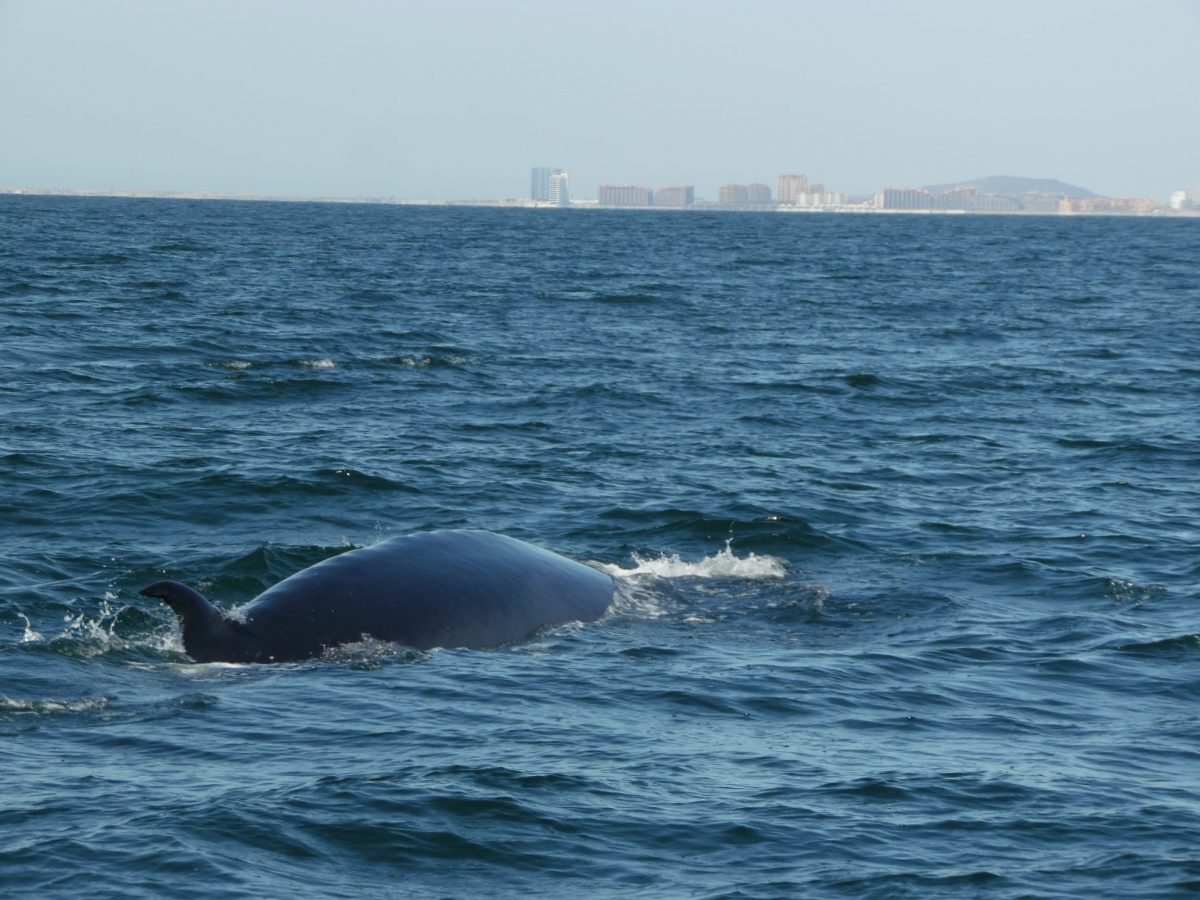 whale-del-mar-charters-feb-17-2021-1200x900 A whale of a time! Rocky Point Rundown!
