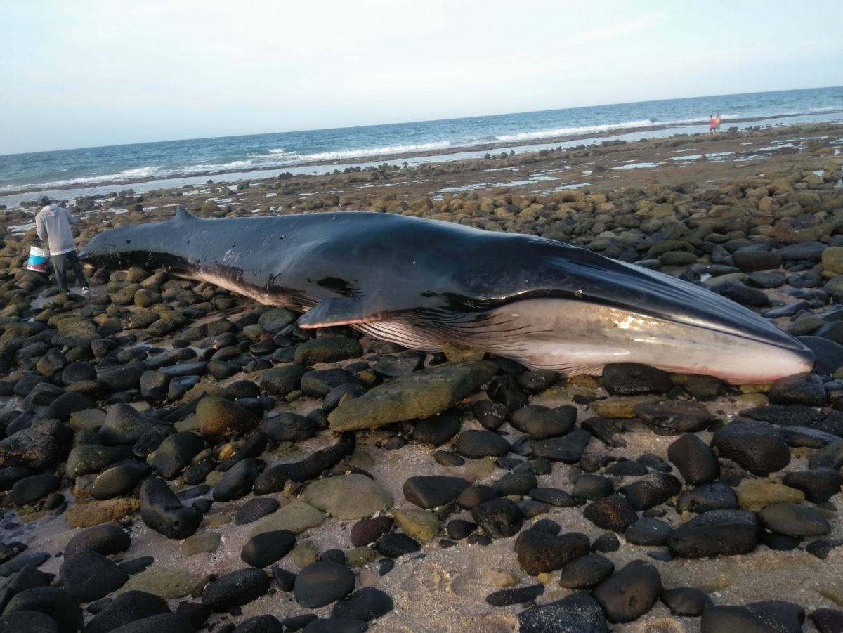 july-7-beached-fin-whale-1200x901 Lograron rescate de ballena varada en El Mirador