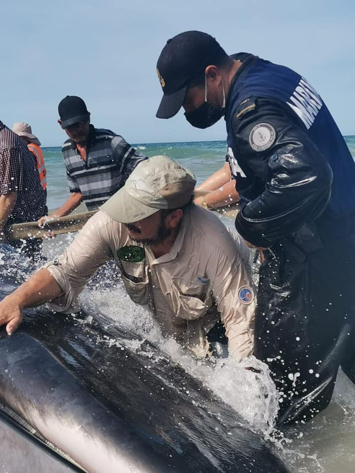july-7-whale-rescue-mirador-marina-profepa Amazing whale rescue in Rocky Point emphasizes community teamwork