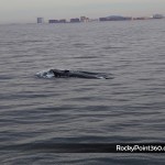 4-ene-ecofun-17-150x150 Puerto Peñasco Whale Watching