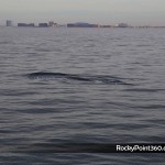 4-ene-ecofun-18-150x150 Puerto Peñasco Whale Watching