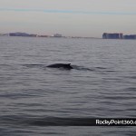 4-ene-ecofun-20-150x150 Puerto Peñasco Whale Watching