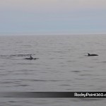 4-ene-ecofun-4-150x150 Puerto Peñasco Whale Watching