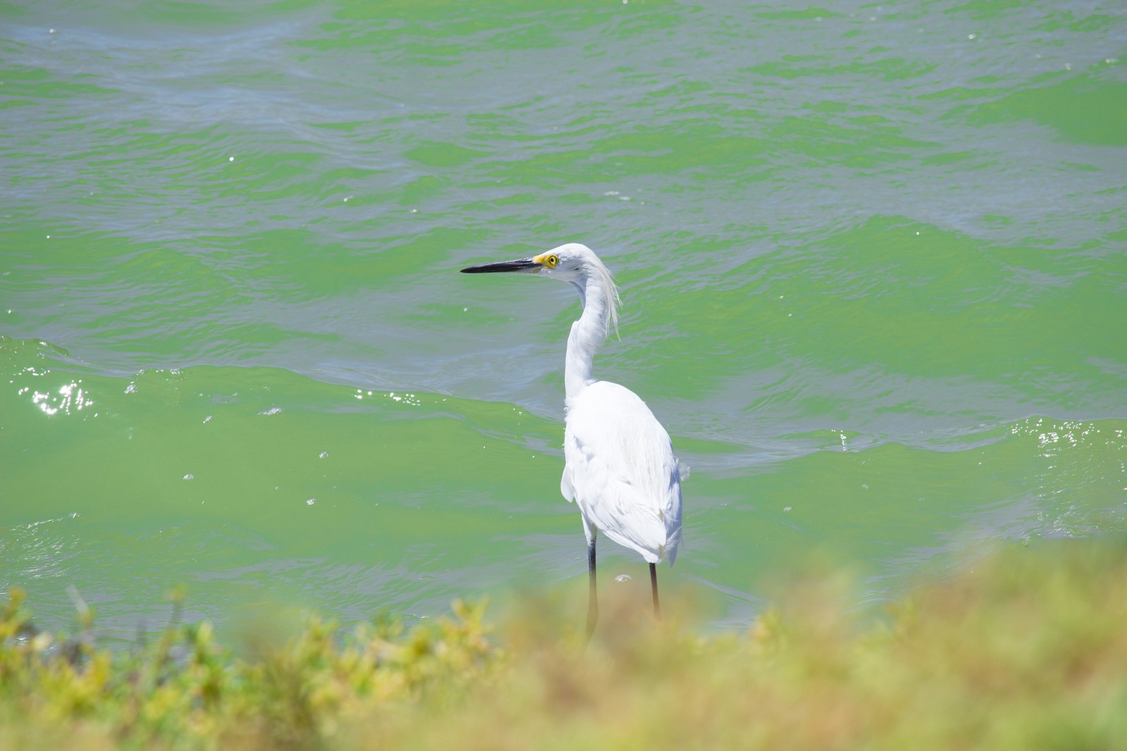 Islas del Mar | Golf  Rocky Point 360