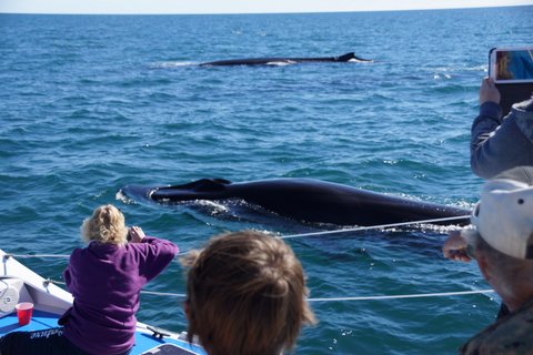 DSC04567 World class whale watching in Puerto Peñasco