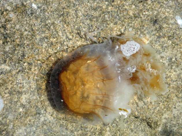 feb-14-2014-19-630x472 Jellyfish beaching