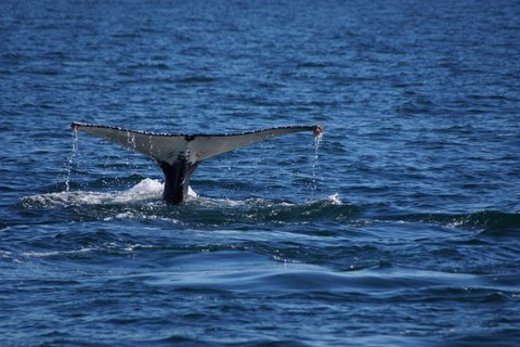tony-whalejan20141 World class whale watching in Puerto Peñasco