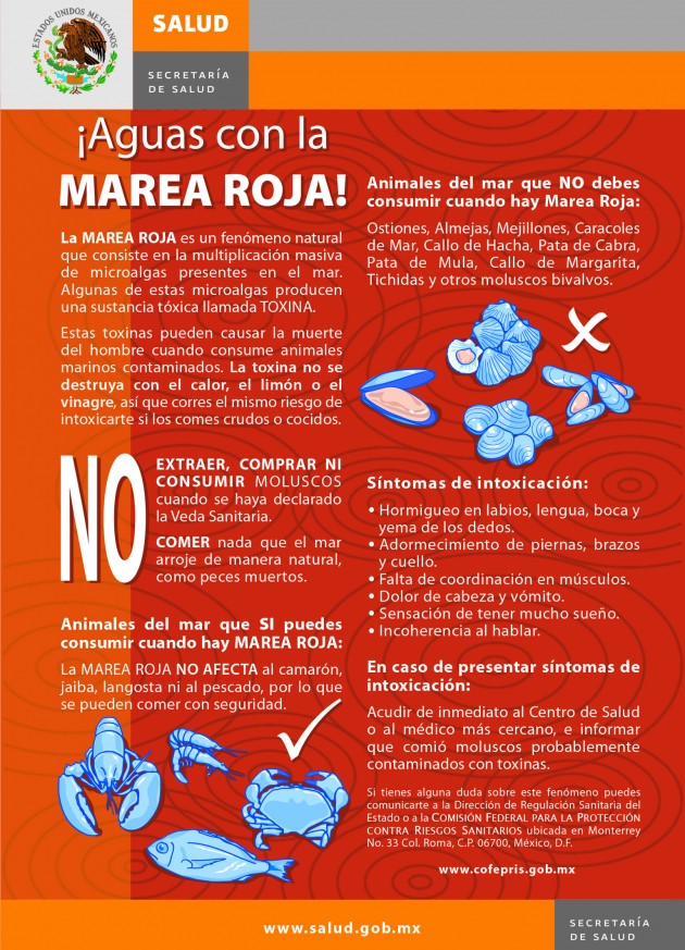 marea-roja2-630x873 Shrimp, Fish, and Octopus not impacted by Marea Roja
