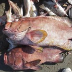 Baquetas_Corredor-Biológico-Peñasco-Lobos-150x150 CEDO launches comprehensive coastal fishing program