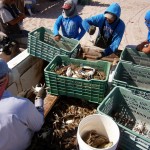 Pesca-de-jaiba-en-el-Corredor-150x150 CEDO launches comprehensive coastal fishing program