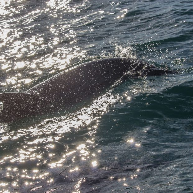 whales-feb21-2017-delmar-1-620x620 Whale watching 2017