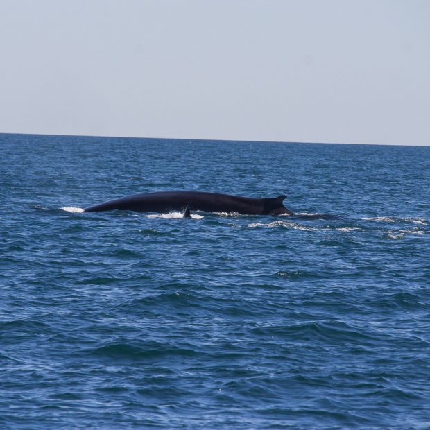 whales-feb21-2017-delmar-12-620x620 Whale watching 2017