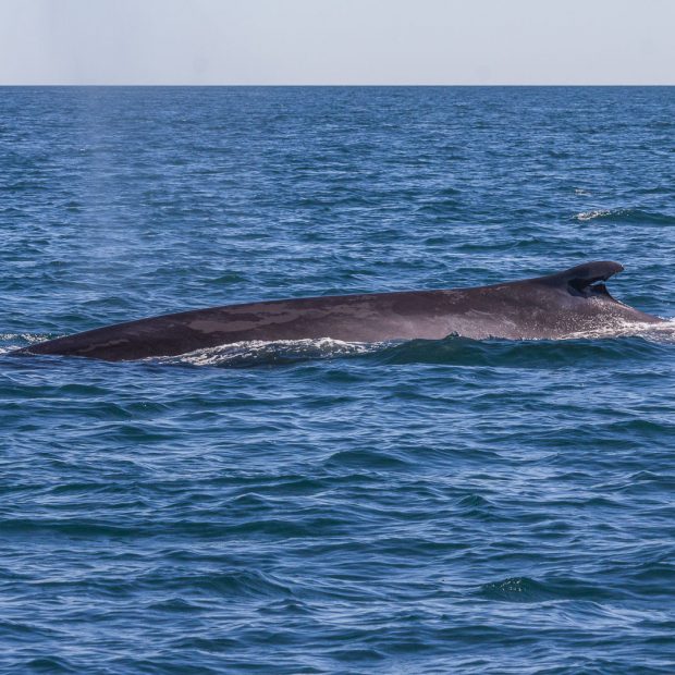 whales-feb21-2017-delmar-13-620x620 Whale watching 2017