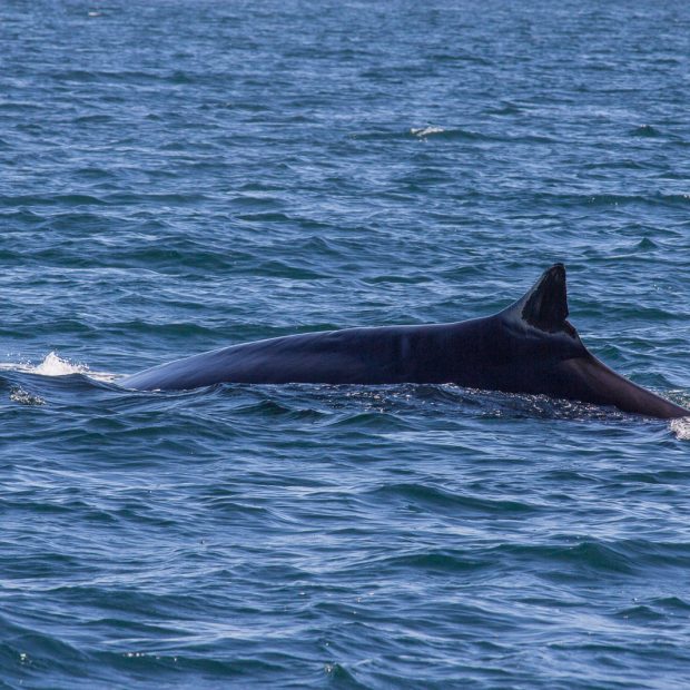 whales-feb21-2017-delmar-16-620x620 Whale watching 2017