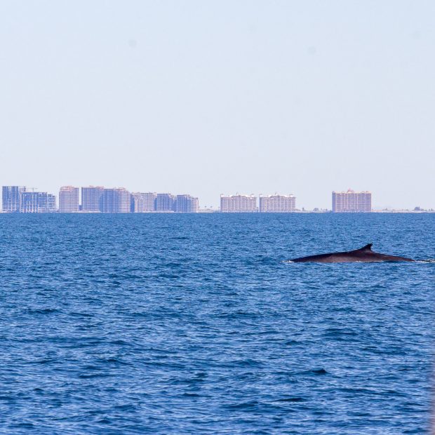 whales-feb21-2017-delmar-3-620x620 Whale watching 2017