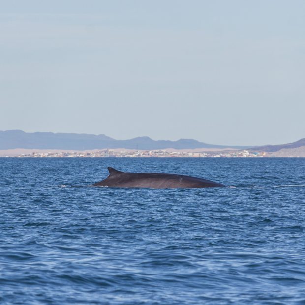 whales-feb21-2017-delmar-4-620x620 Whale watching 2017
