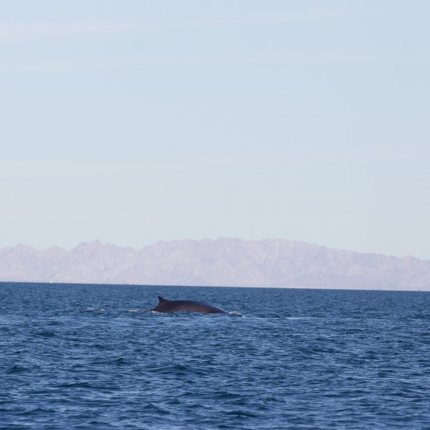 whales-feb21-2017-delmar-7-620x620 Whale watching 2017
